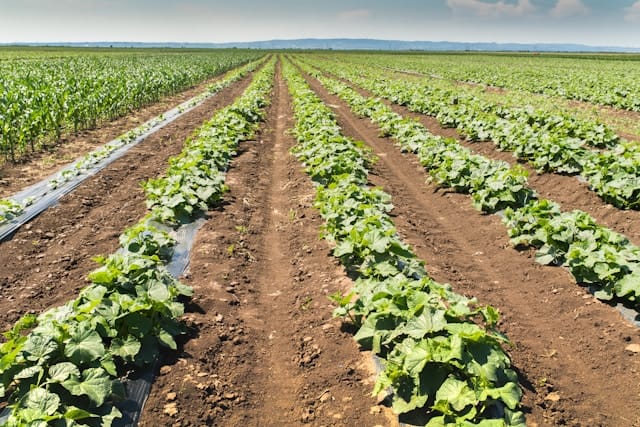 The Looming Gap: How Growing Population Puts Our Future Food Supply at Risk